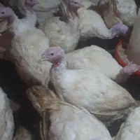 بوقلمون گوشتی