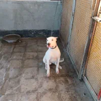 دوگوارژانتینی|سگ|رباط‌کریم, شهرک صنعتی نصیرآباد|دیوار