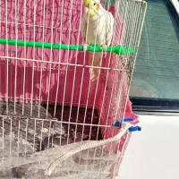 عروس هلندی نر|پرنده|مشهد, شهید قربانی|دیوار