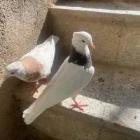 کبوتر طوقی|پرنده|کاشمر, |دیوار