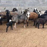 ۱۱عدد میش و بره شال|حیوانات مزرعه|مهریز, |دیوار