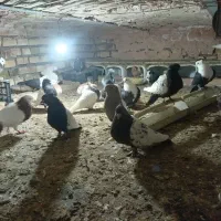 چهل عدد کبوتر رنگی