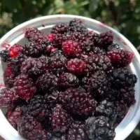 شاتوت درجه یک
