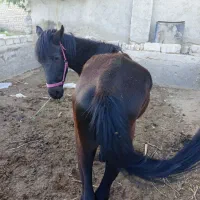 اسب نریان یورقه