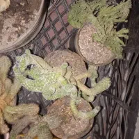 گل کاکتوس