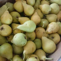 گلابی تابستانی آبدار شیرین بزرگ