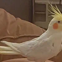 عروس هلندیم گمشده