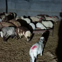 گوشت وگوسفند زنده بز و بره میش چاق|حیوانات مزرعه|پلدختر, |دیوار