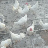 خروس فروشی