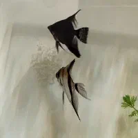 جفت انجل مولد معاوضه با فایتر یا فروش