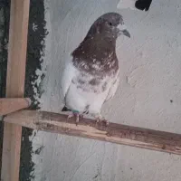فروش یک جفت نروماده