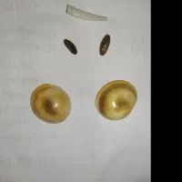 تضمینی مهره اصلی