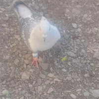 شامی رنگ برف