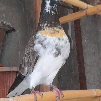 فروش کبوتر پرشی دستقوچی