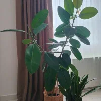 گل طبیعی|گل و گیاه طبیعی|رشت, کوی مهر|دیوار