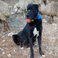 سگ ماده|سگ|شیروان (خراسان), |دیوار