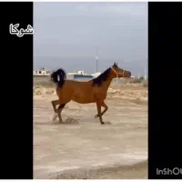 مادیان درهشوری اصل بامدرک وشجره