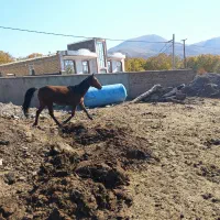 واگذاری اسب|اسب و تجهیزات اسبسواری|مرند, |دیوار