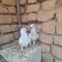جوجه شامی