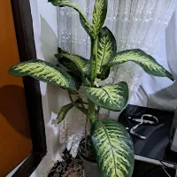 گل زیبای دیفن باخیا