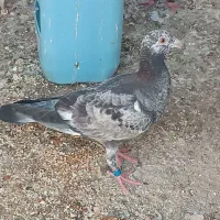 کبوتر گوره ای جوجه 2500|پرنده|برازجان, |دیوار