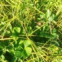 نهال توت فرنگی سابرینا