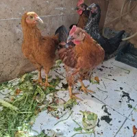 2مرغ و 2خروس نوبرانه/یکماه تا تخم گذاری/نژاد رسمی