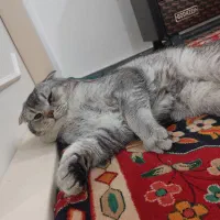 اسکاتیش دبل فولد نر