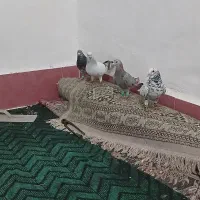 کبوتر کوهی همدانی یا سرور دورگ با شامی