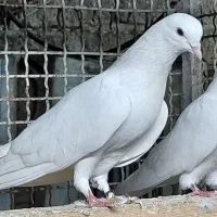 کبوتر کلدمسبز و ...|پرنده|قائم‌شهر, |دیوار