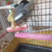 جوجه عروس هلندی