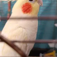 عروس هلندی ماده به شرط تخم جوجه میدم جفتش فرار کرد