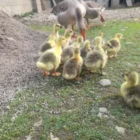 غاز بچه فقط ۳۵۰ تومن|حیوانات مزرعه|فومن, |دیوار