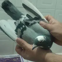 کبوتروو|حیوانات|زاهدان, |دیوار