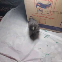 دونه ای صد هفتاد