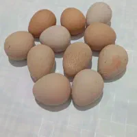 تخم شاخدار تازه۴۵ت