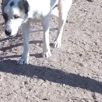 این سگ یک ماه هست در آباده گم شده|سگ|آباده, |دیوار