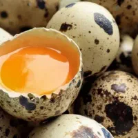 تخم خوراکی بلدرچین