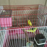 دو عدد مرغ عشق فوق العاده زیبا   نر ویک عدد ماده