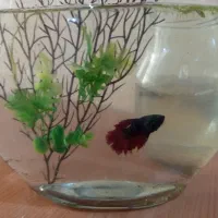 ماهی فایتر هافمون نروماده|ماهی|تهران, افسریه شمالی|دیوار