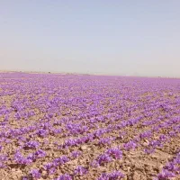 ۲ تن پیاز زعفران فروشی کیلو ۶۵