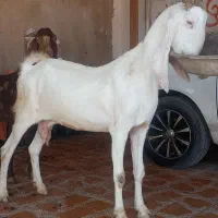 بز افغانی و گلابی  آبستن دوقلو زا