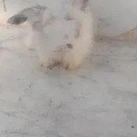 بچه خرگوش لوپ