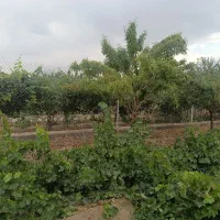 فروش باغ 1000متری صفاییه کوچه11|فروش خانه و ویلا|گلپایگان, |دیوار