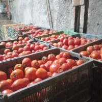 گوجه ربی کلی وجزیی در طبرسی شمالی 28خالقی 20