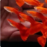 ۱۰نژاد ماهی رنگین کمان رسید