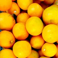 نارنج آبدار و تازه چیده شده