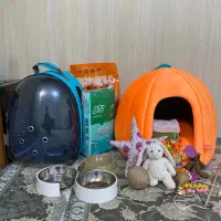 گربه|گربه|قیامدشت - خاورشهر, |دیوار