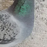 کبوتر ماده طاووسی پلاکی درجه ۱