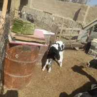 یک راس گوساله ماده شیری.یک راس گاو شیری|حیوانات مزرعه|اصفهان, لیمجیر|دیوار